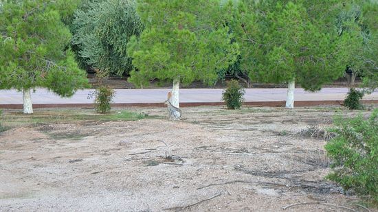 Пустынный заяц