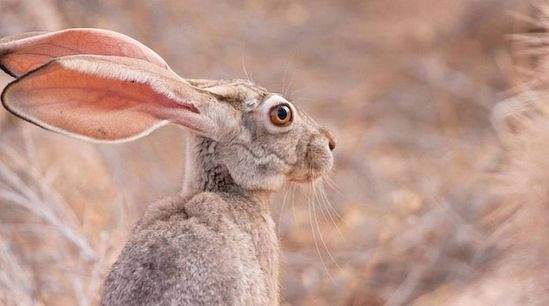 Пустынный заяц